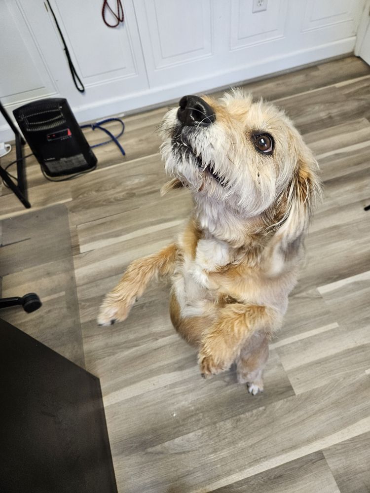 Howliday Inn Boarding - pet boarding facility in Vandalia, OH