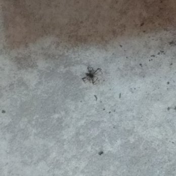 Fort Zion - Spider on the floor by our booth - American Near Me - Virgin, Utah Fort Zion - Spider on the floor by our booth - American Near Me - Virgin, Utah