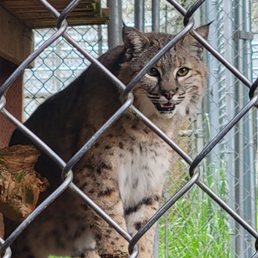 Bobcat Bobcat