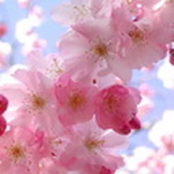 Sonja Marge-Barrows, DAc - Deep Roots Acupuncture