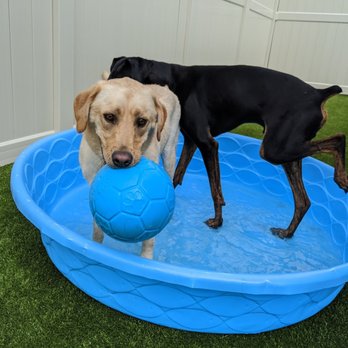 Aloha Pet Resort and Spa - Fun times during Fitness Club - Pet Boarding Near Me - Cedar Falls, Iowa