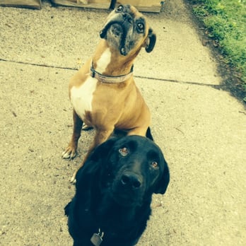 Precious Pets - Dog Walkers Near Me Precious Pets - Dog Walkers Near Me