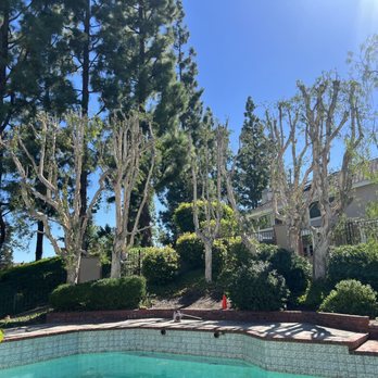 My Tree Experts - After trimming complete - Tree Services Near Me