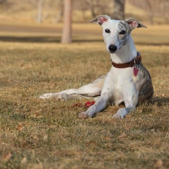 Prestige K9 - Pet Training Near Me