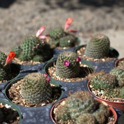 Fonseca's Nursery
