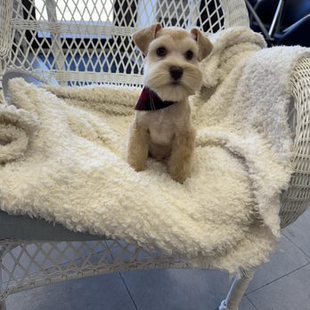 Plush Pad - Puppies first groom! - Pet Stores Near Me - Austin, Texas