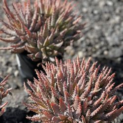Waterwise Botanicals - #1 Aloe Hybdrid