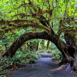 Hoh Rainforest - Hall of Mosses Trail | Instagram: @telephonesmoothie