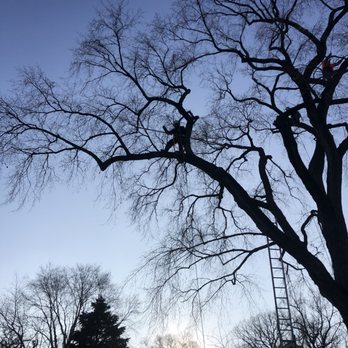 Martinez Brothers Tree Service - Tree Services Near Me - Evanston, Illinois Martinez Brothers Tree Service - Tree Services Near Me - Evanston, Illinois