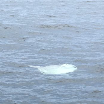 Oceanside Adventures - Sunfish! - Boat Charters Near Me - Oceanside, California Oceanside Adventures - Sunfish! - Boat Charters Near Me - Oceanside, California