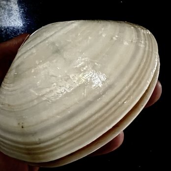 El Marlin Seafood Market - Huge Clams (Almejas frescas y gigantes, y tienen de mucha variedad. - Seafood Markets Near Me - Pico Rivera, California