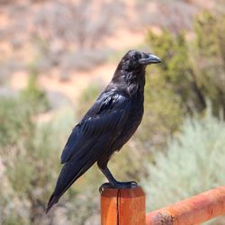 Arches National Park - Raven in the parking lot