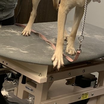 PetSmart Grooming - Fur that came off after they said that she had been deshedded - Pet Stores Near Me - Tomball, Texas