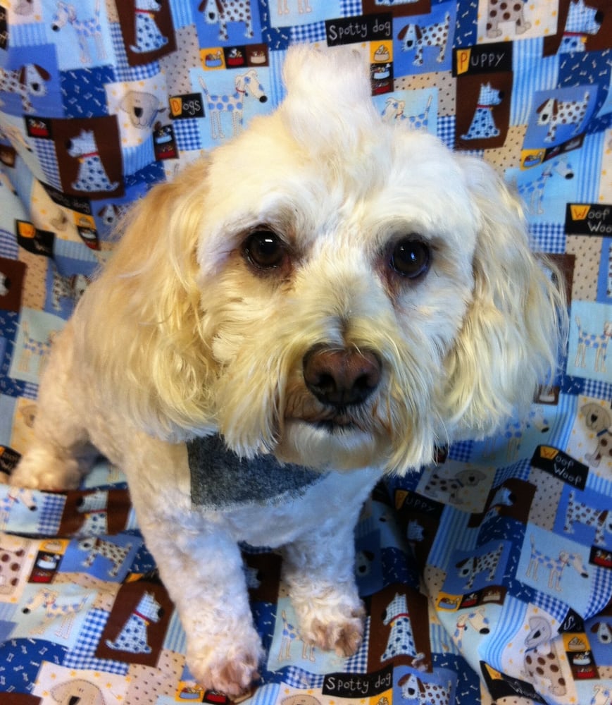 COREY’S PROFESSIONAL PET GROOMING 3575 E 550 S57, Churubusco