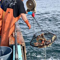 The New Sea Angler - Crab pot hauling