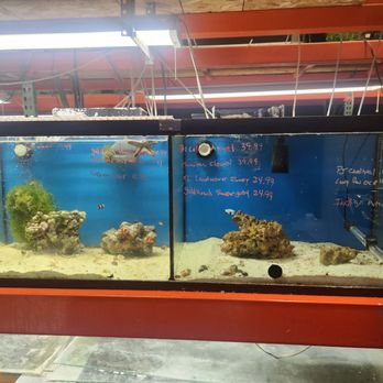 Fish N Tanks - Clown fishes on the left - Aquarium Services Near Me - Bakersfield, California