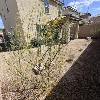 Russ Landscape & Design - Palo Verde tree - Irrigation Near Me - Las Vegas, Nevada