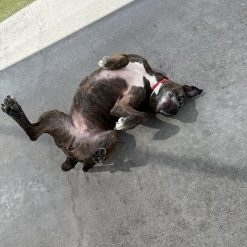 PetSuites Carrollwood - Pet Boarding Near Me - Tampa, Florida PetSuites Carrollwood - Pet Boarding Near Me - Tampa, Florida