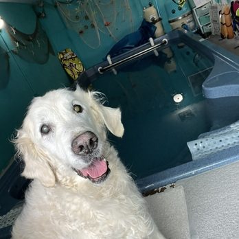 The Rex Center - Maddox at the Rex Center (July 2023)! - Pet Training Near Me - Pacifica, California The Rex Center - Maddox at the Rex Center (July 2023)! - Pet Training Near Me - Pacifica, California