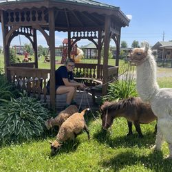 Duke Farm - Large barnyard animals