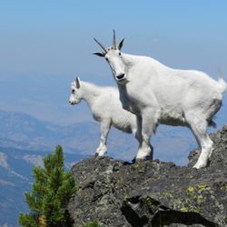 GaperGuide - Glacier National Park with THEPARKGUIDE