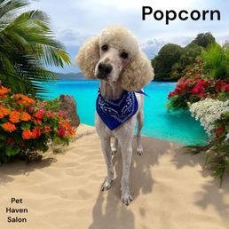 Popcorn Popcorn