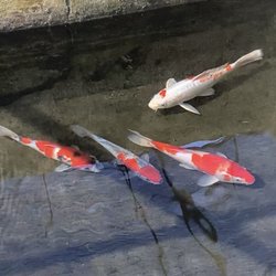 Summerland Tropical Fish Farms