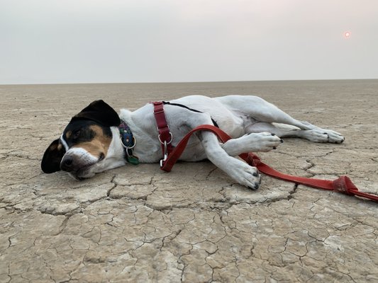 Alvord Desert by null