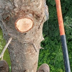 Newman Tree Service