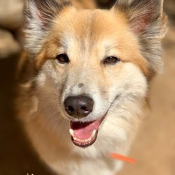 Pet Adventures - Francis