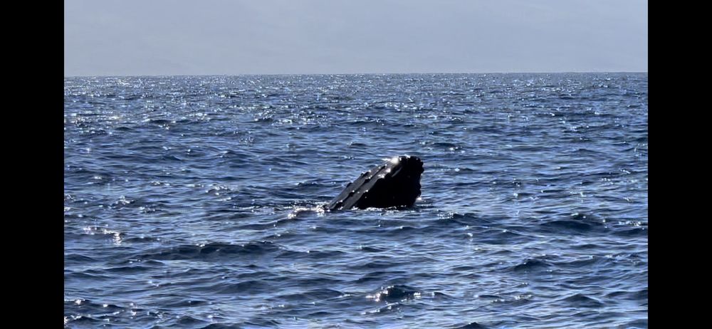 Hawaii Ocean Rafting Logo