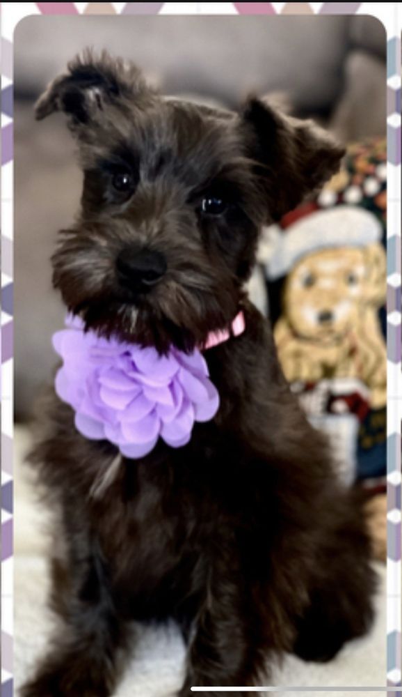 PETCO 11 Photos & 38 Reviews 58713 29 Palms Hwy, Yucca Valley