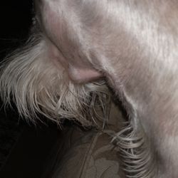 Los Rios Pet Grooming - Neck swollon