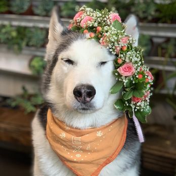 The Flower Bucket - flower crown - Florists Near Me - Austin, Texas The Flower Bucket - flower crown - Florists Near Me - Austin, Texas