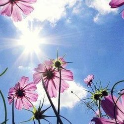 Sensible Sun