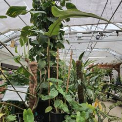 Churchill's Garden Center