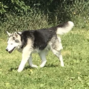 Playtime Doggy Daycare - Yoshi (2005 - 8.29.2019) - Pet Groomers Near Me - West Allis, Wisconsin Playtime Doggy Daycare - Yoshi (2005 - 8.29.2019) - Pet Groomers Near Me - West Allis, Wisconsin