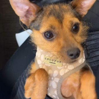 Groom Dog Spaw - After - cleaned up , still a bit scruffy to keep her character (which is what I requested) - Pet Groomers Near Me - San Francisco, California