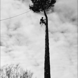 Bergeron Tree Service - Climbing Specialists