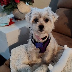 Betty's Boot Camp for Dogs and Humans