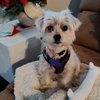 Betty's Boot Camp for Dogs and Humans gift card