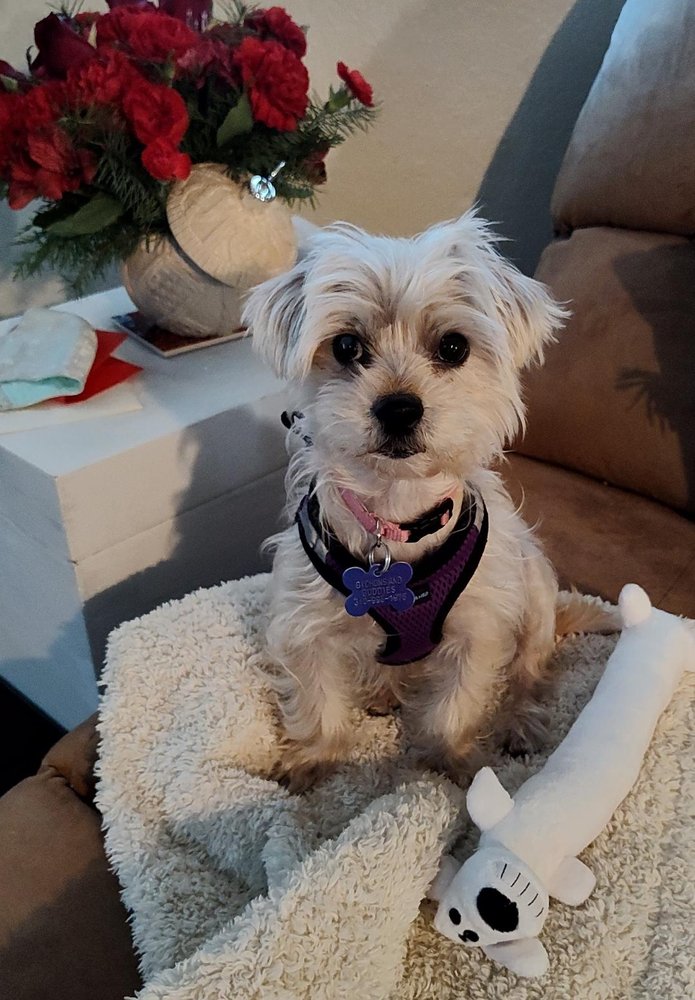 BETTY’S BOOT CAMP FOR DOGS AND HUMANS Updated March 2025 10 Photos & 30 Reviews Laguna