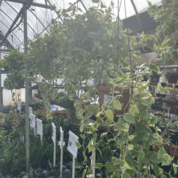 Big Bloomers Flower Farm - Nurseries & Gardening Near Me - Sanford, North Carolina Big Bloomers Flower Farm - Nurseries & Gardening Near Me - Sanford, North Carolina