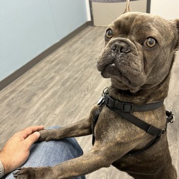 Sabal Chase Animal Clinic - Zeus the almighty! - Veterinarians Near Me - Miami, Florida Sabal Chase Animal Clinic - Zeus the almighty! - Veterinarians Near Me - Miami, Florida