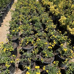Evergreen Nursery