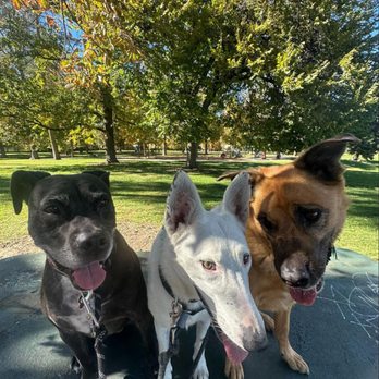 Canine Pacer - Dog Walkers Near Me Canine Pacer - Dog Walkers Near Me