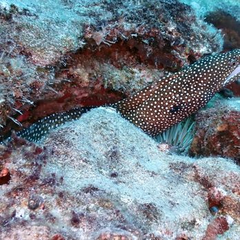 Honolulu Scuba Company - whitemouth moray eel - Scuba Diving Near Me - Honolulu, Hawaii Honolulu Scuba Company - whitemouth moray eel - Scuba Diving Near Me - Honolulu, Hawaii