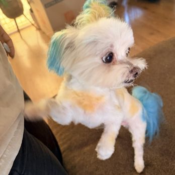 Cristy's Grooming - Pet Groomers Near Me - Melbourne, Florida Cristy's Grooming - Pet Groomers Near Me - Melbourne, Florida
