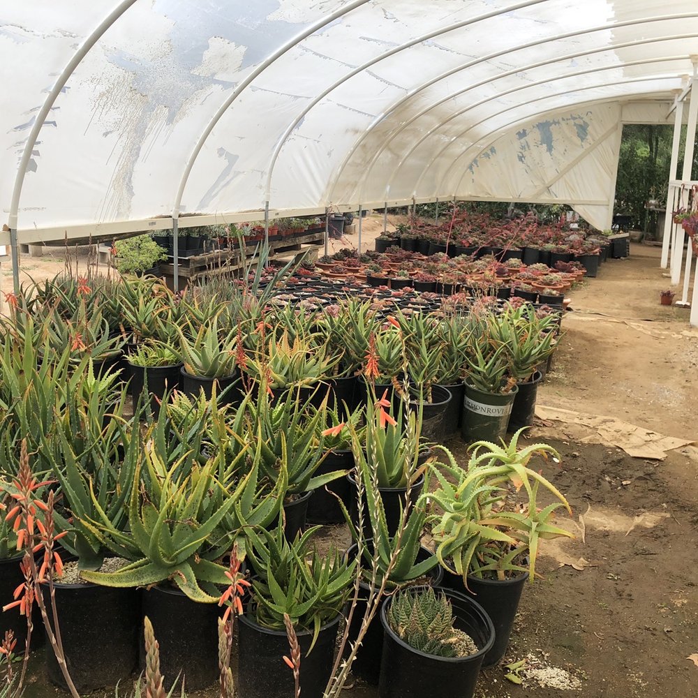 Rojas Succulents and Cacti - Nurseries & Gardening Near Me - Fallbrook, California Rojas Succulents and Cacti - Nurseries & Gardening Near Me - Fallbrook, California