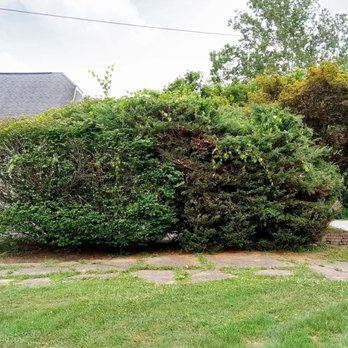 Liberty Tree Experts - Tree Services Near Me - Fairmont, West Virginia